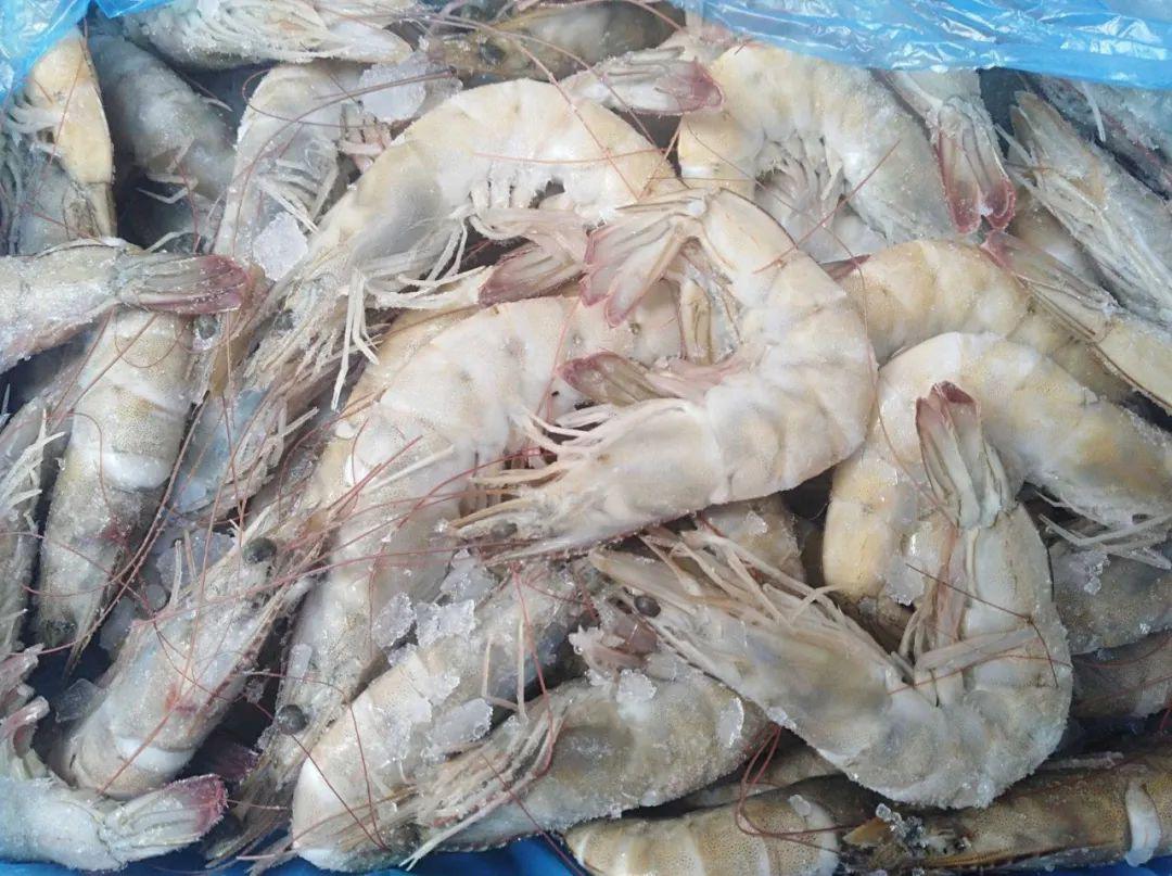 厄尔多瓦冻白虾进口